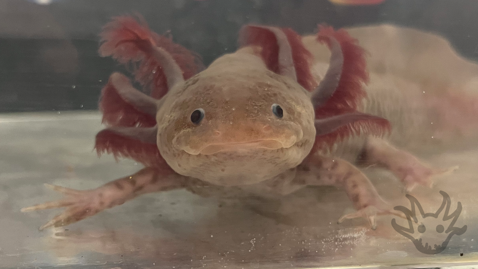 Lunar Lotls
